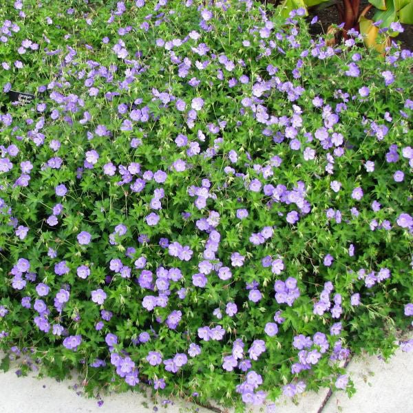 Image of Rozanne Hardy Geranium