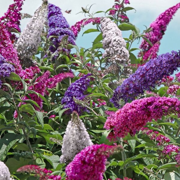 Image of Perfecta Trifecta Butterfly Bush