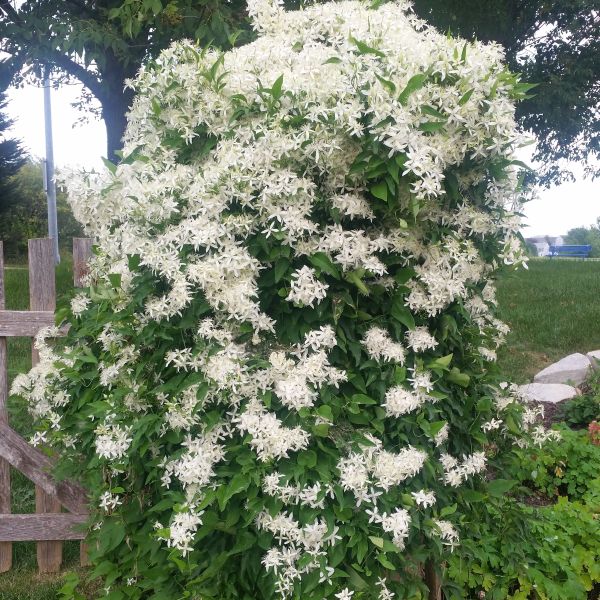 Image of Sweet Autumn Clematis