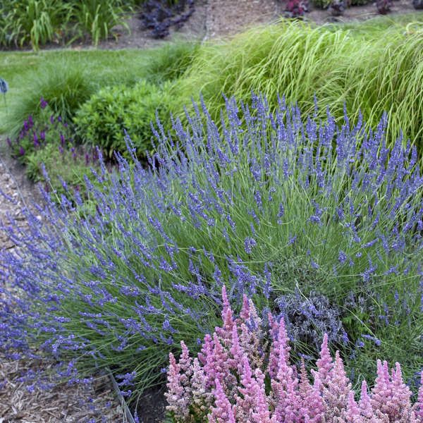 Image of Phenomenal® Lavender