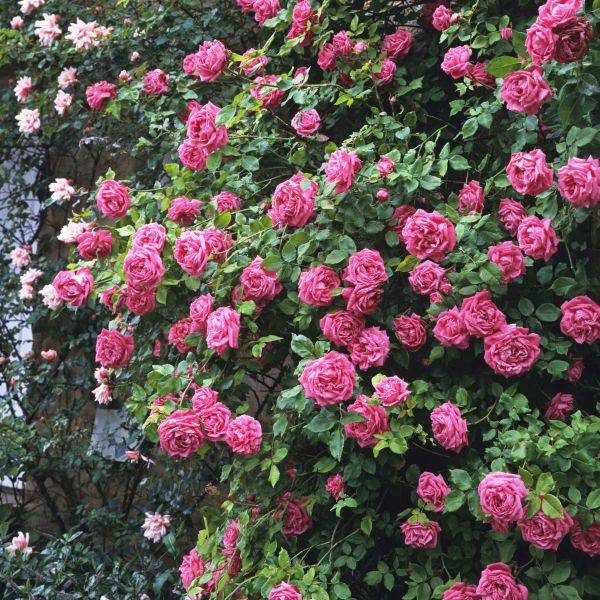 Image of Zephirine Drouhin Climbing Rose