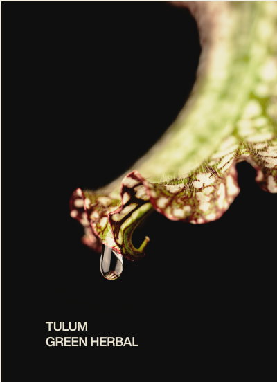 tulum | green herbal