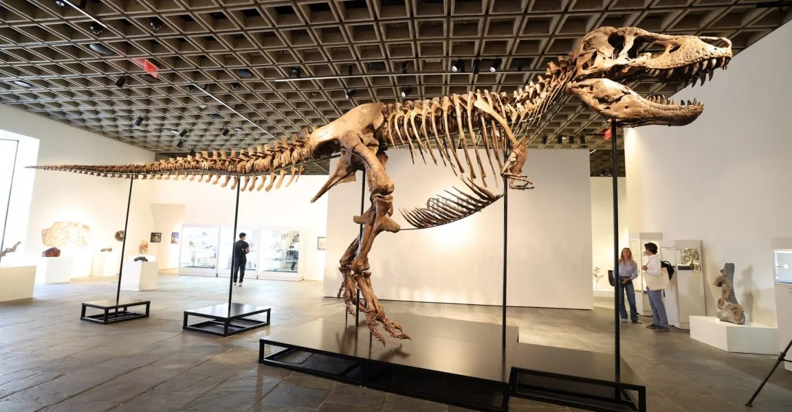 Gus the T. Rex Nets $50 Million as Fossil Fever Rages
