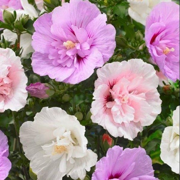 ibiscus Chiffon Mosaic - Multi-colour Tree Hollyhock