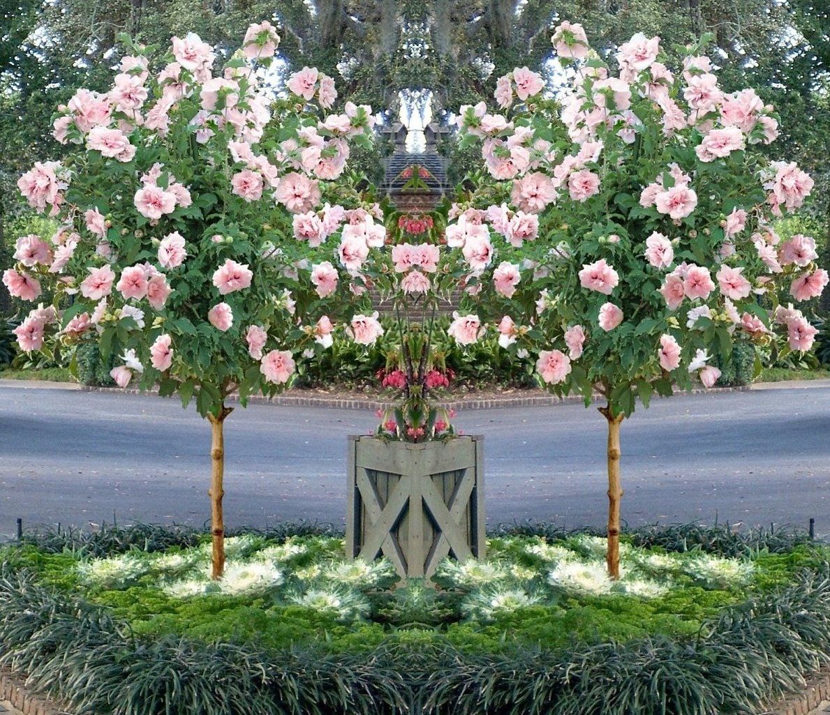 Pair of Patio Standard Hibiscus Trees Cotton Candy - Double Pink