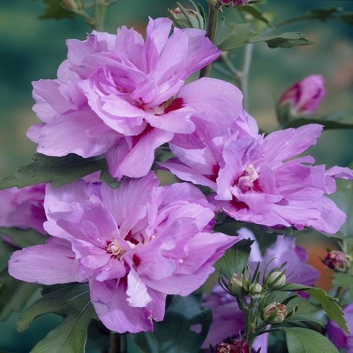 Pair of Patio Standard Hibiscus Trees - Candy Floss Rose of Sharon
