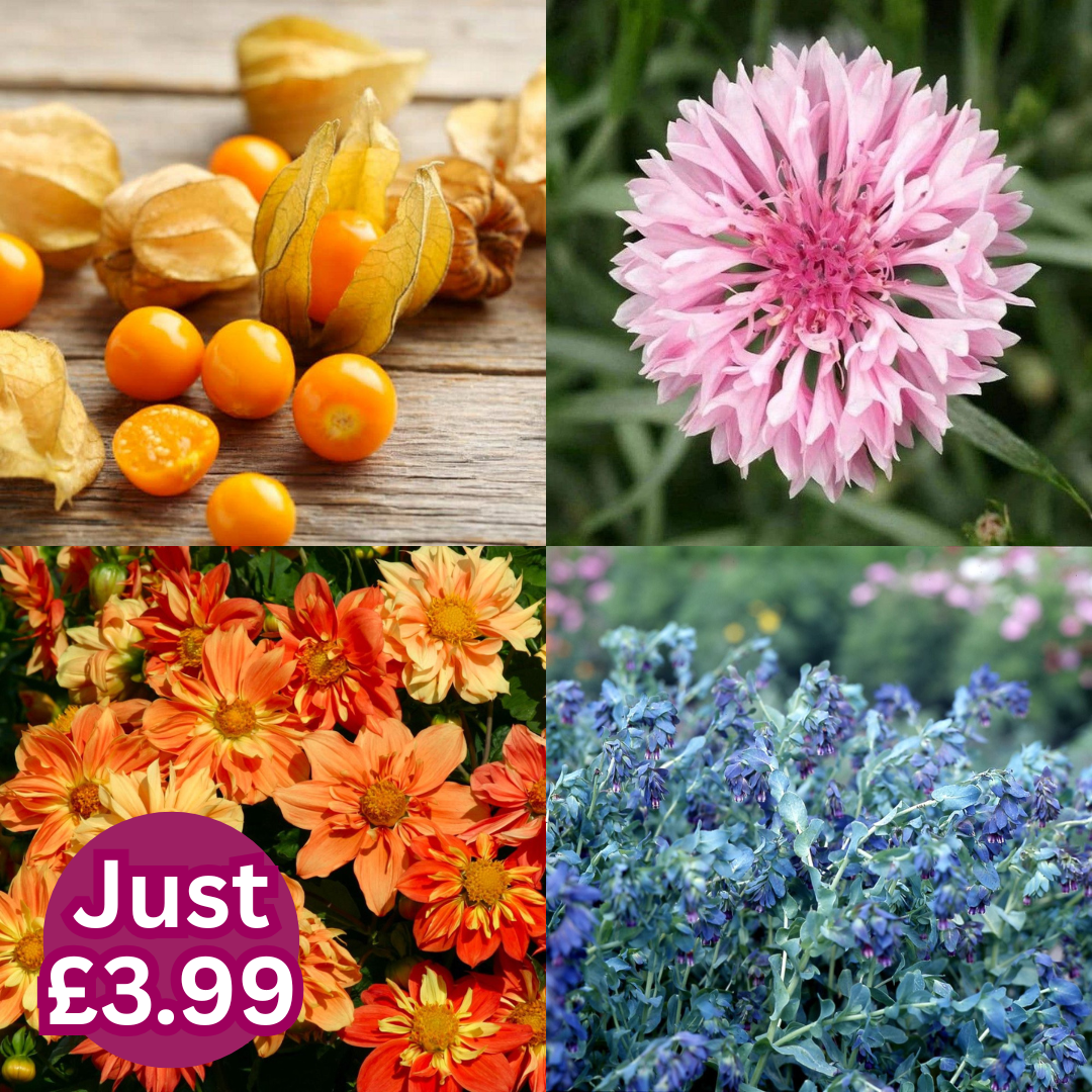 Everything’s just £3.99