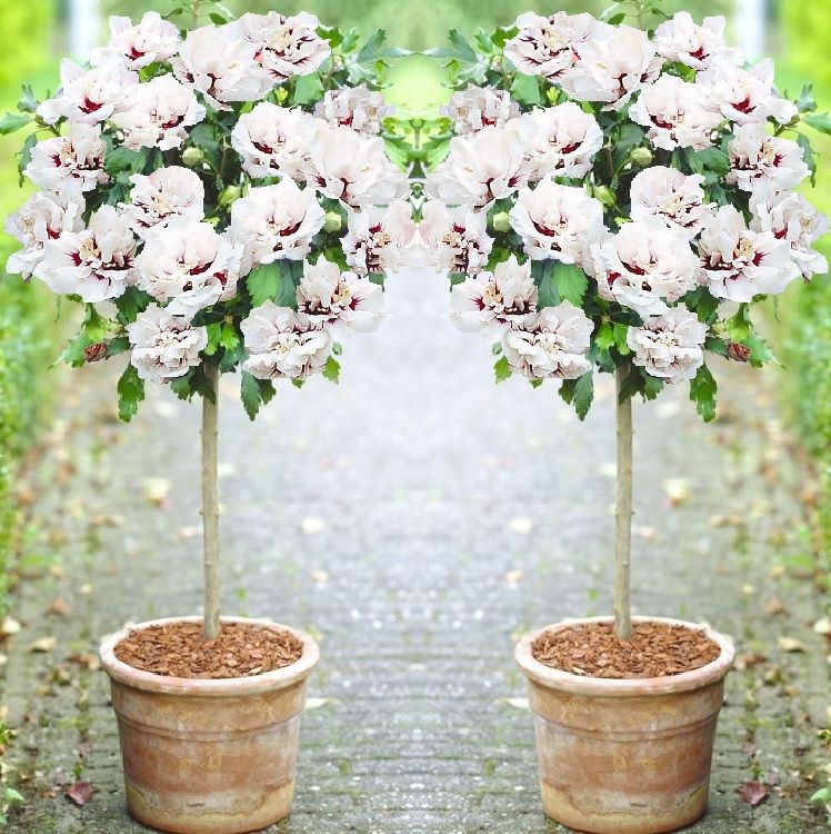 Pair of Patio Standard Hibiscus Trees - Double Ice Cream