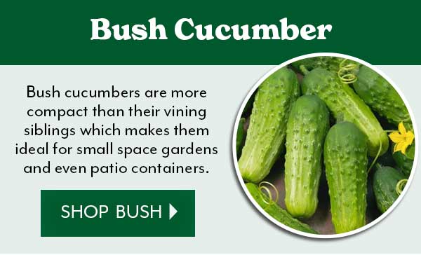 Let's grow cucumbers