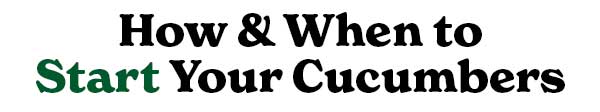 Let's grow CUCUMBERS