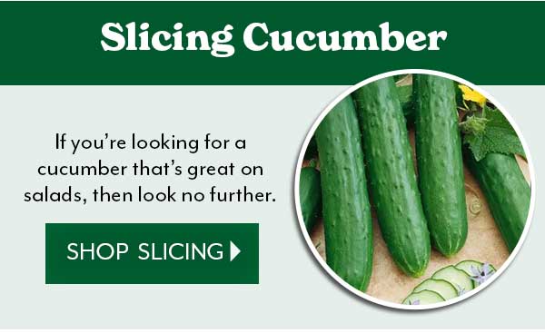 Let's grow cucumbers