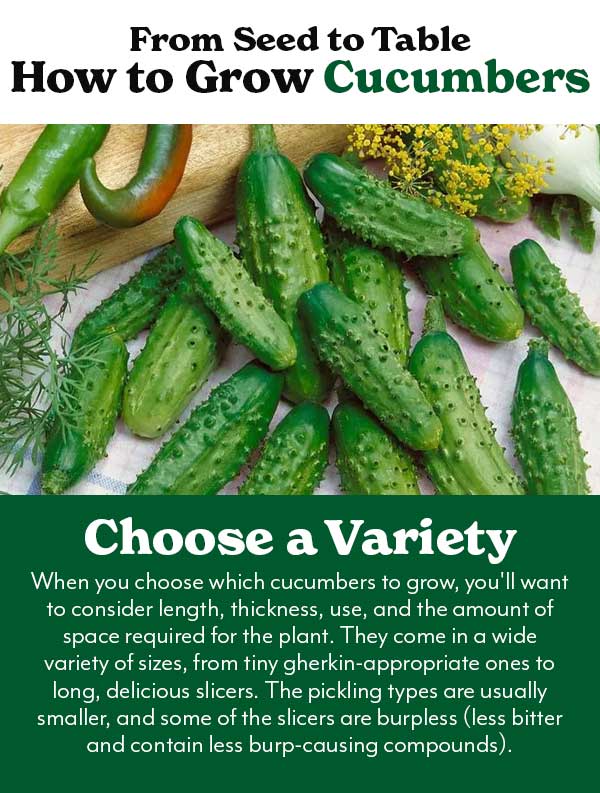 Let's grow cucumbers
