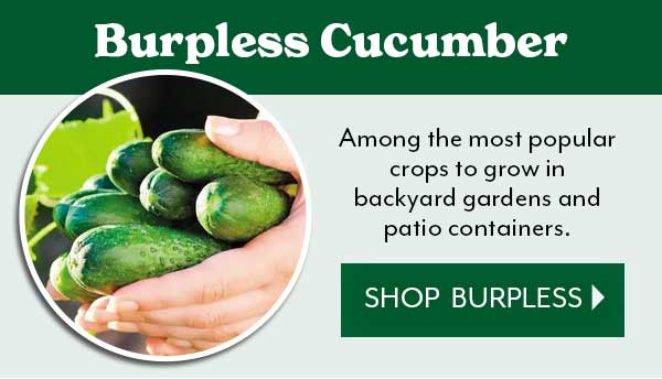 Let's grow cucumbers