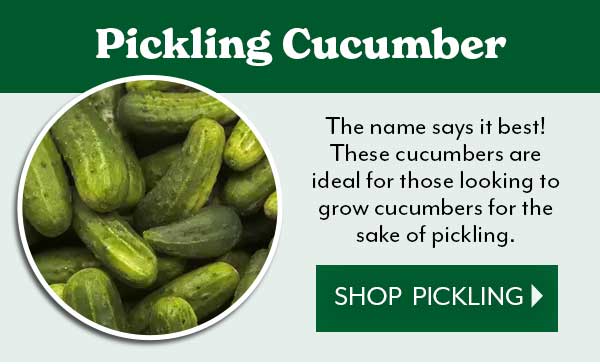 Let's grow cucumbers