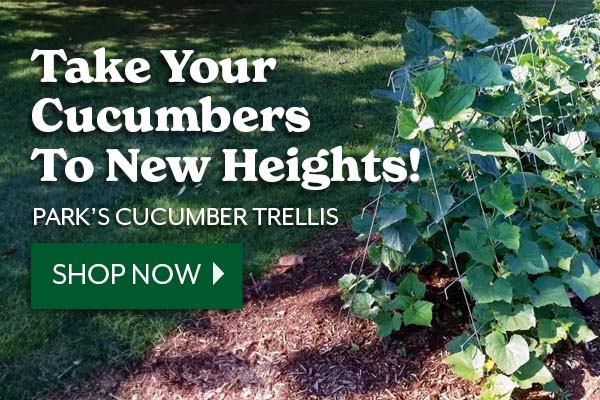 Grow cucumbers on parks trellis