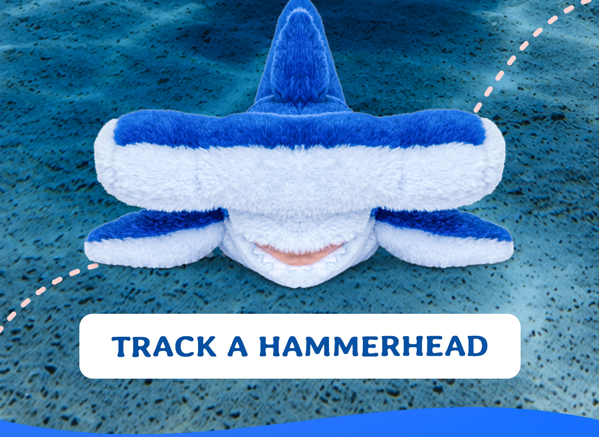 For a limited time only! Track a hammerhead shark with this plush!