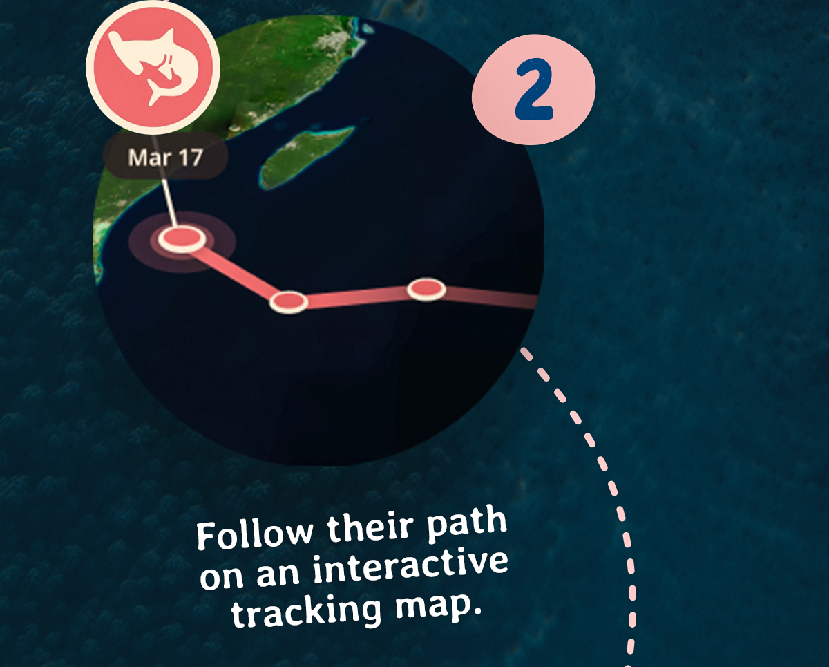 Follow their path on an interactive tracking map. Shop the hammerhead shark plush!