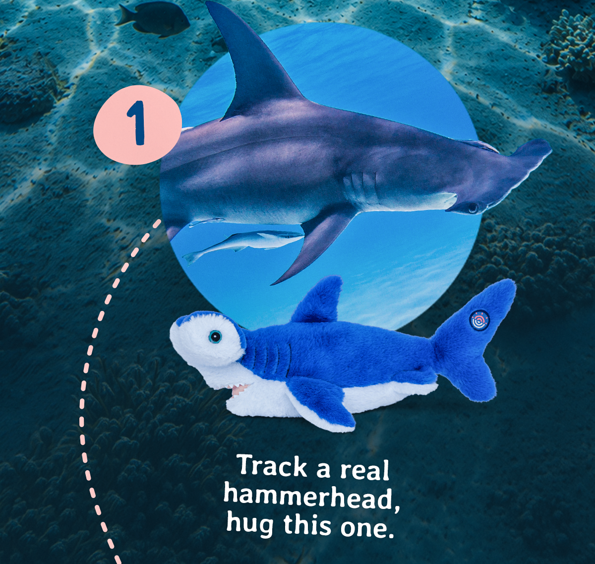 Follow your hammerhead's path on an interactive tracking map while cuddling the plush version at home. The Hammerhead Tracking Plush is back for Shark Month and will not be around for long.