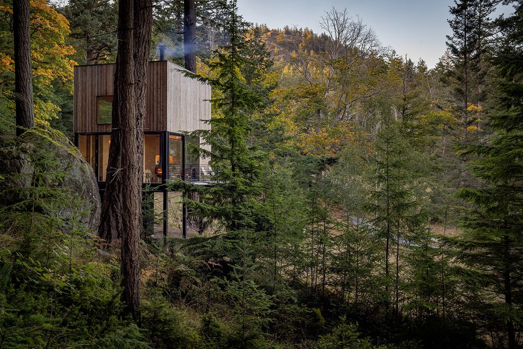 Treehouse in a forest