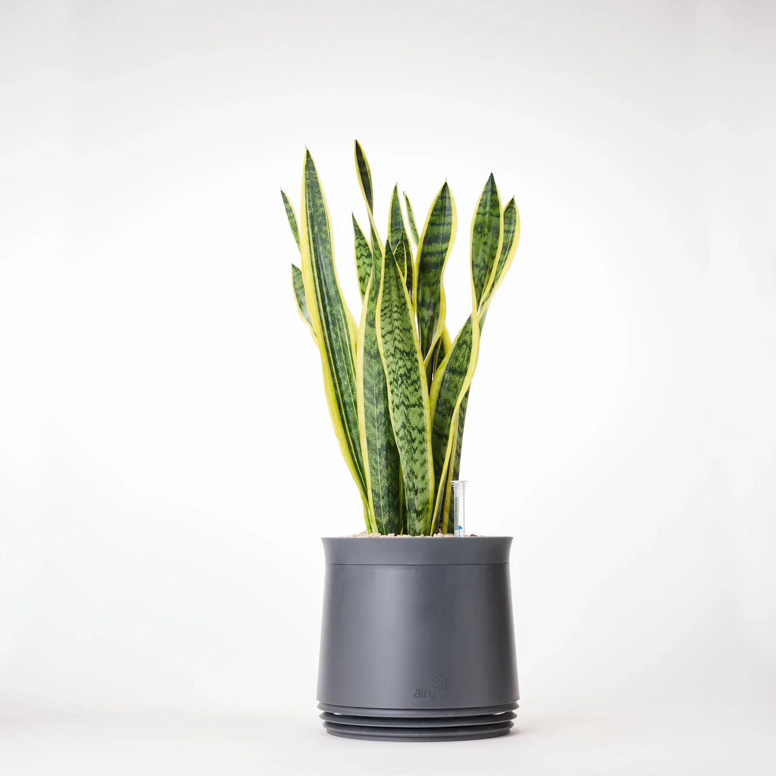 Image of AIRY System M Bogenhanf (Sansevieria Laurentii)