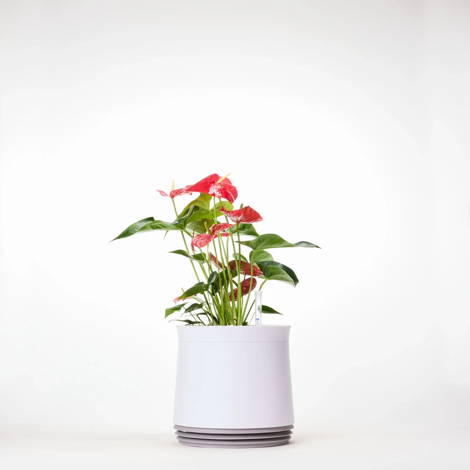 Image of AIRY System M Flamingoblume Anthurie rot