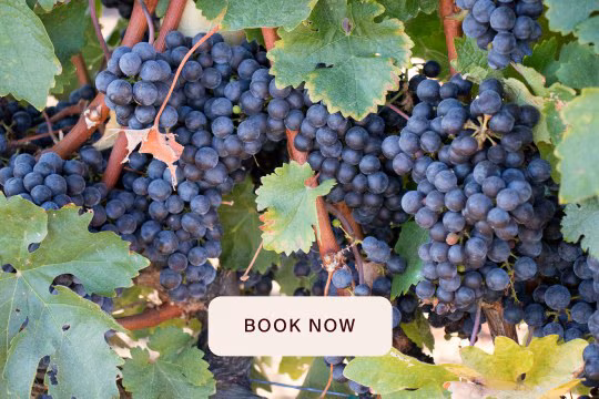 The World of Shiraz and Syrah