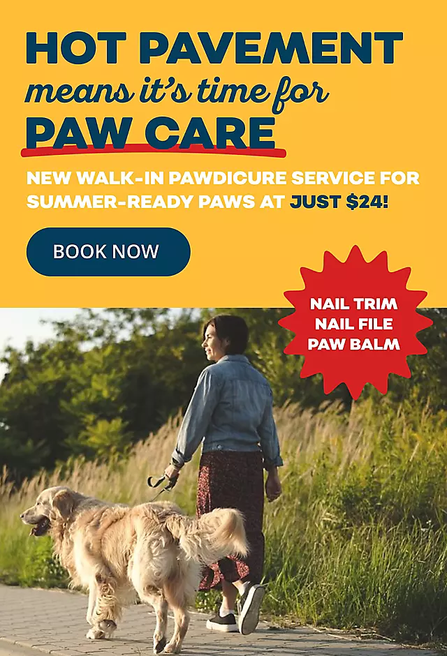 071626_SummerPawCare_HeroGrooming