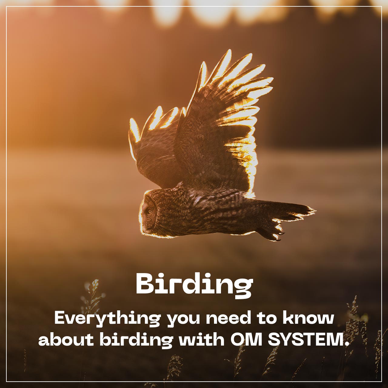 Birding - Everything you need to know about birding with OM SYSTEM.