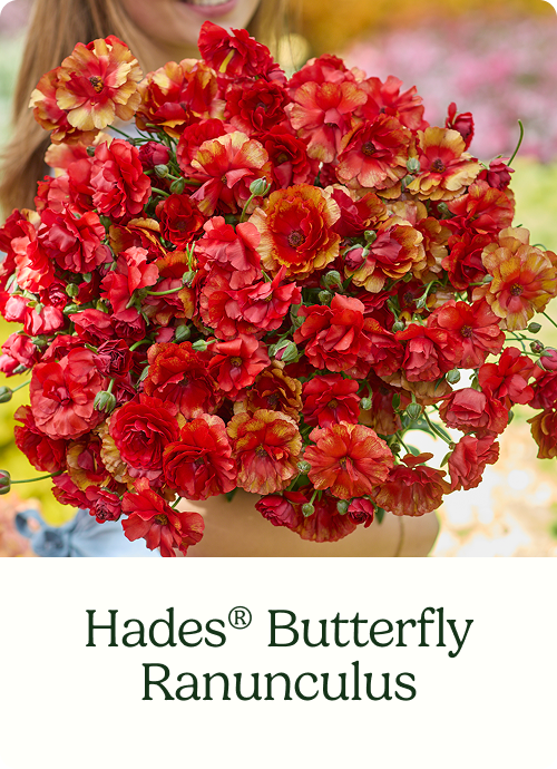 Hades® Butterfly Ranunculus