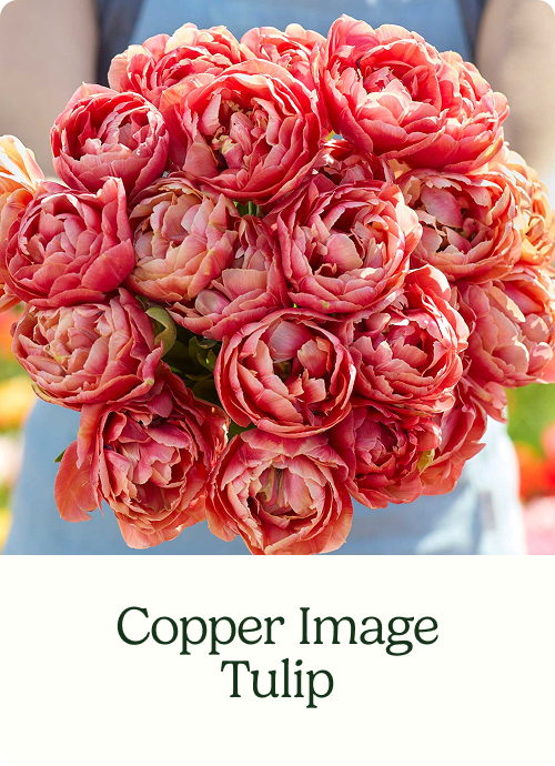 Copper Image Tulip