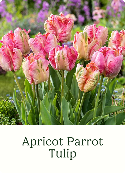 Apricot Parrot Tulip