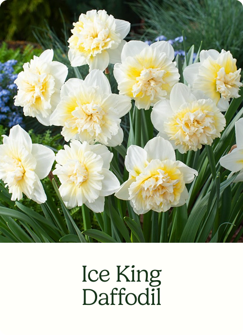 Ice King Daffodil