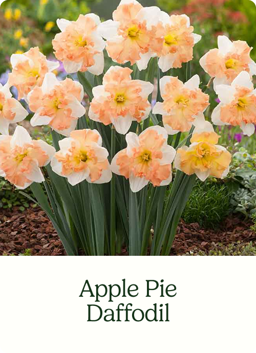 Apple Pie Daffodil