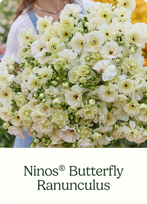 Ninos® Butterfly Ranunculus