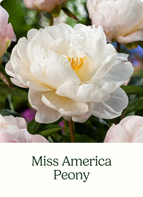 Miss America Peony