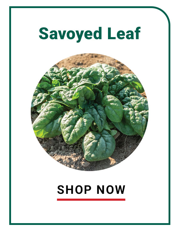 Savoyed-Leaf Spinach - Shop Now