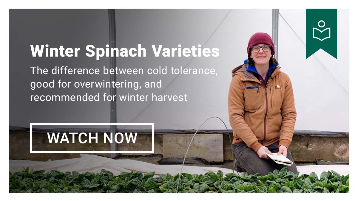 Winter Spinach Varieties Video - Watch Now