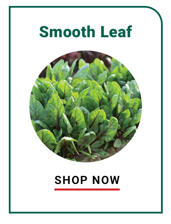 Smooth-Leaf Spinach - Shop Now