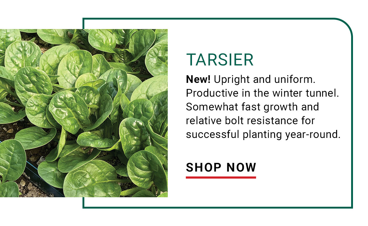 Tarsier (F1) Spinach Seed - Shop Now