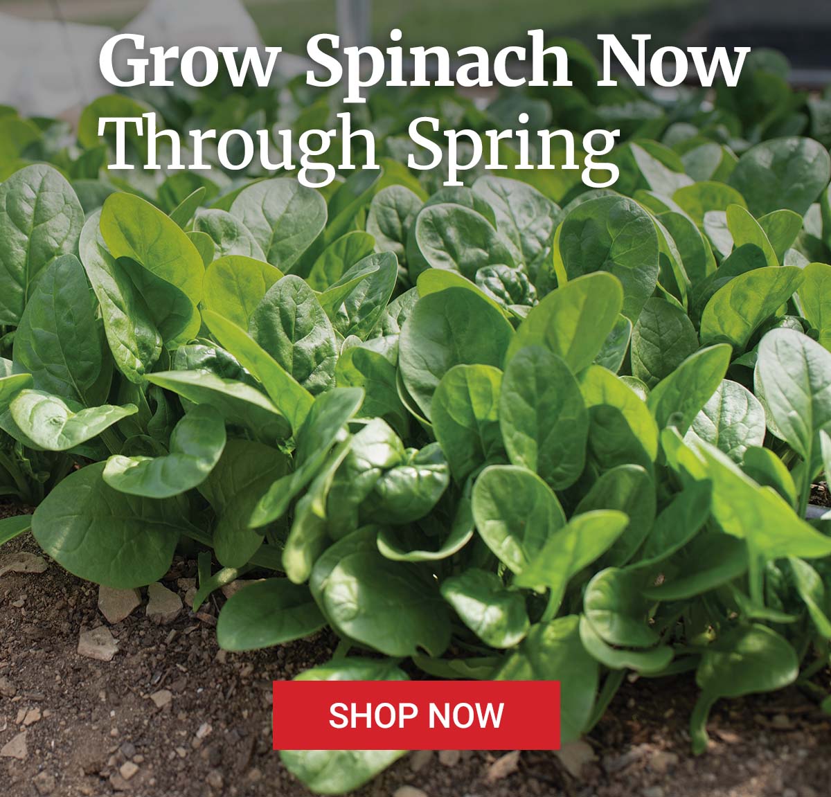 Grow Spinach Now Through Spring - Shop Now