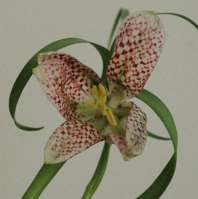 A close-up of a spotted lily flower with pale pink to off-white petals covered in red mottled spots