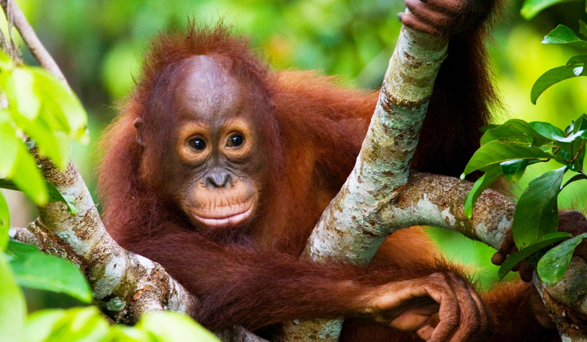 Borneo's Jungles and Orangutans