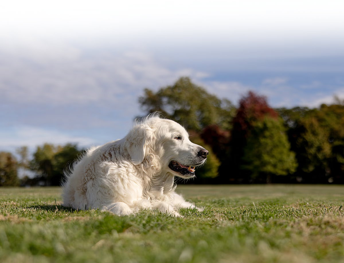 Flea season is officially here.
