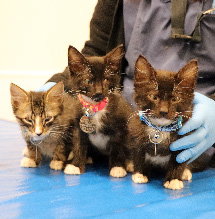 Happy Tails for Asher, Lexie & Bootsie