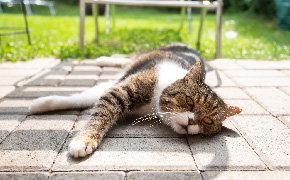 Protecting Pets From Heatstroke