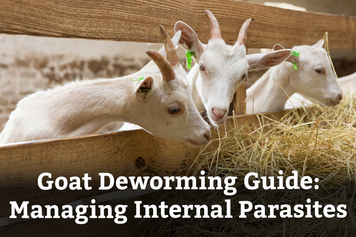 Goat Deworming Guide: Managing Internal Parasites - Learn More