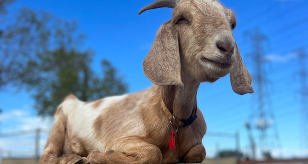 Petting Zoo Deals & Discounts at Lakewood Barnyard Buddies