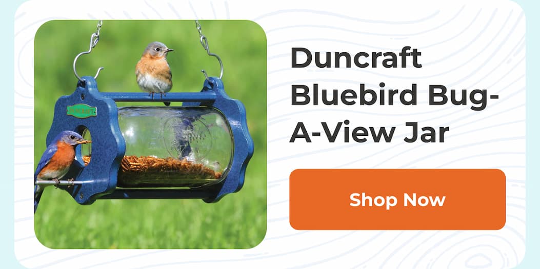 Duncraft Bluebird Bug-A-View Jar