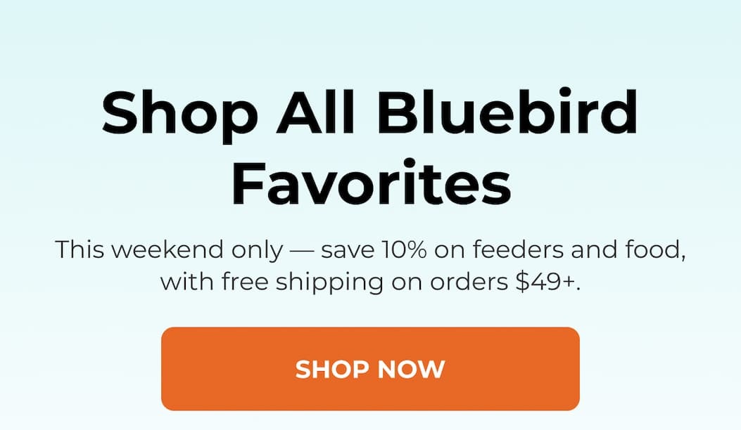 Shop All Bluebird Favorites