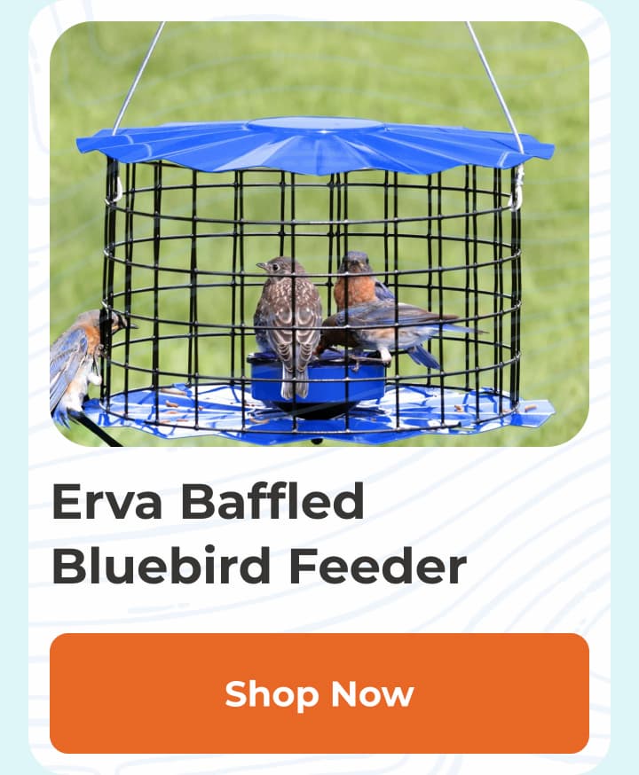 Erva Baffled Bluebird Feeder